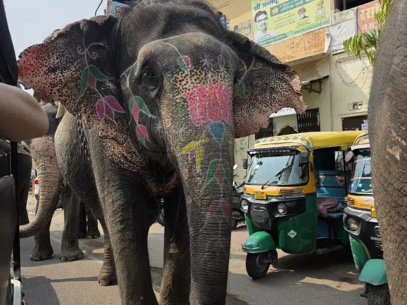JAIPUR ELEFANTE