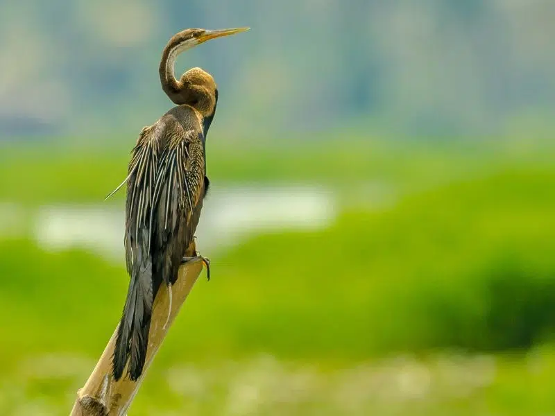 KUMARAKOM PASSARO