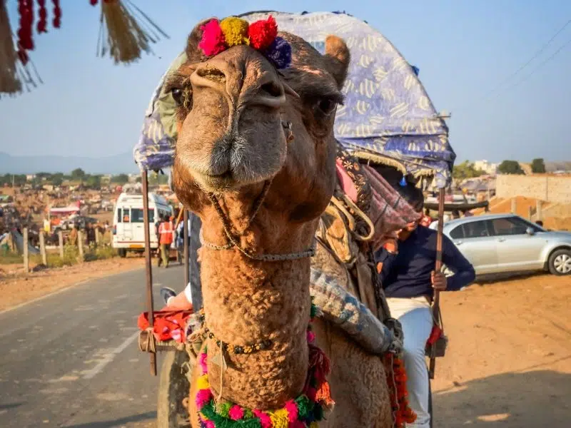 PUSHKAR CAMELO